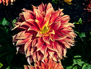 View of dahlia in the garden. Variety - Fairway spur