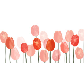 Tulips isolated on white. Vector drawing.