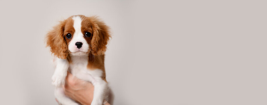 Banner,cute Cavalier King Charles Spaniel puppy in hands of a dog breeder. Companion for the elderly, a best friend for children. Postcard. Concept of advertising pet food, care cosmetics for dogs.