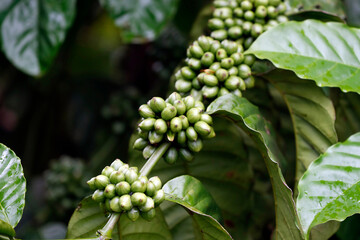 Coffee tree with coffee bean on cafe plantation.