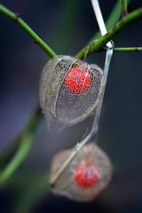 Red physalis on nature background