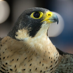 Portrait of a falcon