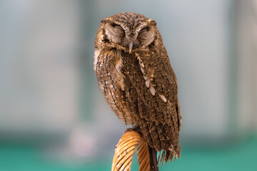 Horned owl