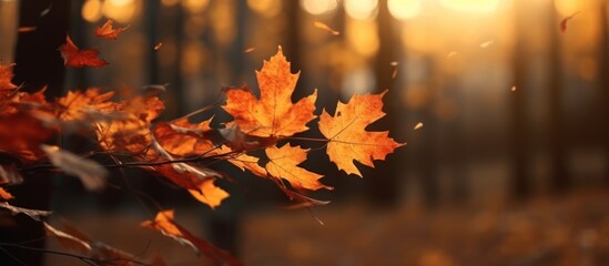 Naklejka na ściany i meble autumn leaves falls in autumn