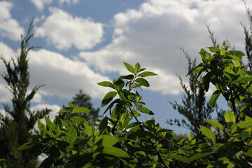 Green leafy plants growing in the sunny summer meadow.