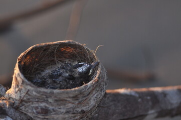 baby birds and bird nests