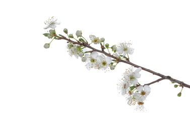 Blooming fresh wild plum tree flowers in spring isolated on white background