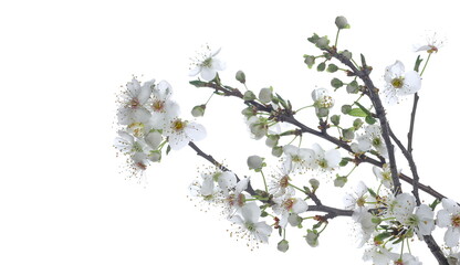 Blooming fresh wild plum tree flowers in spring isolated on white background