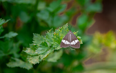 Nyctemera baulus is a moth of the family Erebidae. It is found from India to Samoa.