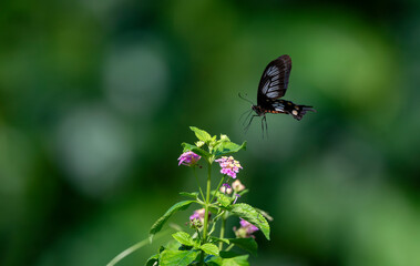 Red butterfly Hedge with flowers. Common Rose butterfly.​