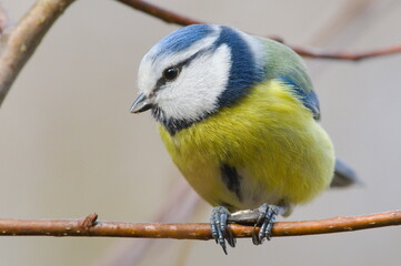 Fototapeta premium Cyanistes caeruleus aka Blue tit is eating seed on the tree branch. Very common european bird. 