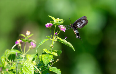 Red butterfly Hedge with flowers. Common Rose butterfly.​