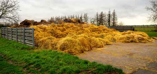 Large pile of fresh horse manure