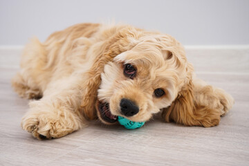 American Cocker Spaniel puppy with a ball on a gray background