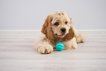 American Cocker Spaniel puppy with a ball on a gray background