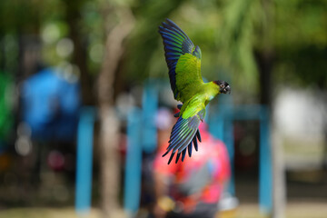 parakeets nanday  free flying parrot
