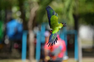 Deurstickers parakeets nanday  free flying parrot © Sanit