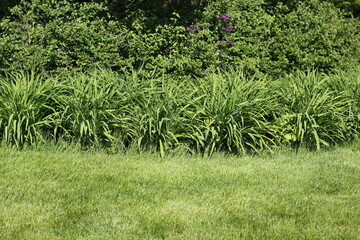 green grass in the garden