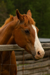 Beautiful Senior 24 Year Old Paint Horse Mare Looking Sweetly Over Fence