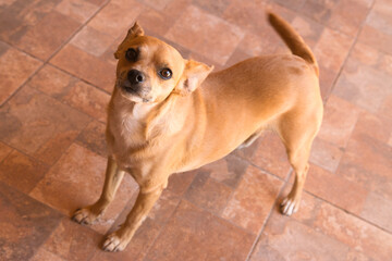 Canine Innocence: A Puppy's Tender Gaze at the Camera