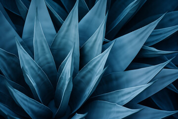 agave cactus, abstract natural pattern background, dark blue toned