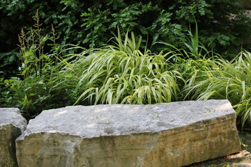 Green leafy plants growing in the sunny summer meadow.