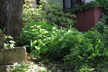 Green leafy plants growing in the sunny summer meadow.