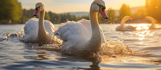 Fotobehang White Swans glide across the Lake at sunset © GoDress