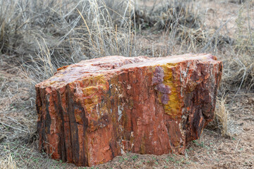 A close up of a piece of petrified wood, with a shallow depth of field - 748215234