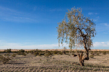 A rural Californian landscape on a sunny January day - 748215291