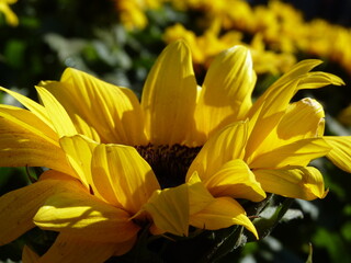 Obraz premium Une jolie fleur jaune