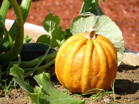 Petite citrouille
