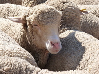 Des moutons comme à la campagne