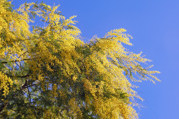 Springtime. Branches of Acacia dealbata tree with yellow flowers against blue sky