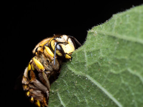 Anthidium manicatum