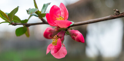 Spring is coming. Beautiful spring panoramic view with a branch with pink flowers. Japanese quince (Chaenomeles japonica) flowering in spring home garden