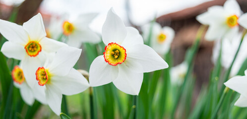 Panoramic nature spring background with white daffodils flowers. Amazing white narcissus blooming...