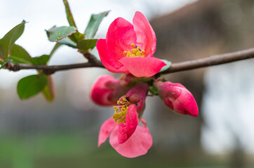 Blooming Japanese quince. Spring is coming. Chaenomeles japonica flowering in spring home garden or park. Flowering quince Japanese