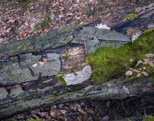 Waldstimmung, morbides Holz mit sattem Moos