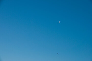Canadian goose flying in the clear blue sky with the moon in the background