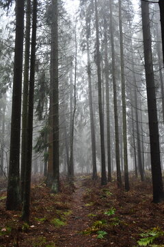 path in the woods © polikarpovaart