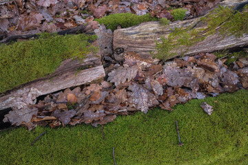 Waldstimmung, morbides Holz mit sattem Moos