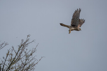 kestrel a bird of prey species belonging to the kestrel group of the falcon family taking off from a tree
