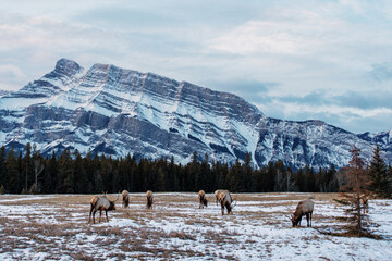 Herd of wild mountain Elk grazing in Banff National Park, Alberta, Canada - 748220633