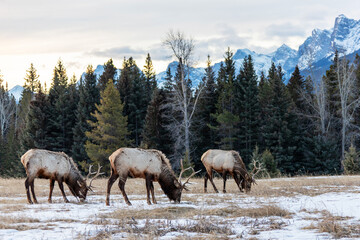 Elks grazing on snowy patches during Winter morning in Banff National Park