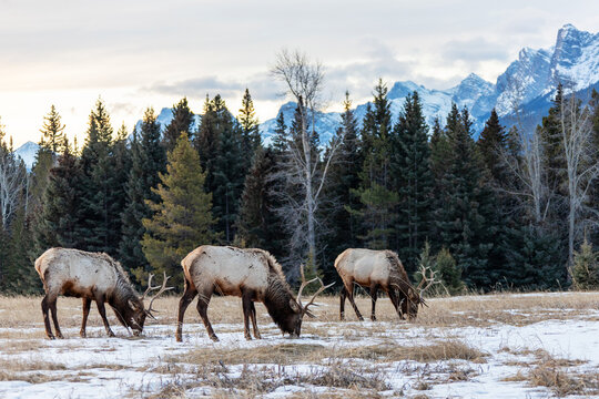 Elks grazing on snowy patches during Winter morning in Banff National Park