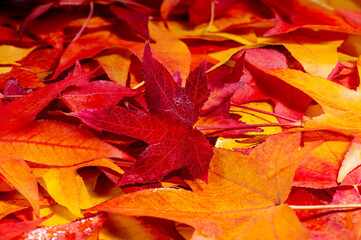 A group of autumn leaves, yellow orange and red colors lie on the ground.