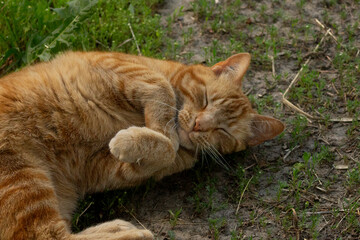 Naklejka na ściany i meble Beautiful Sweet Senior Ginger Orange Tabby Cat with Ear Tattoo Rolling on Grass