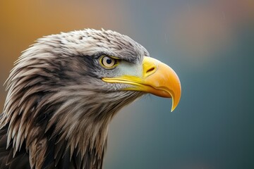 Fototapeta premium Majestic eagle: a captivating showcase of nature's prowess, bird , perched majestically, and embodying the spirit of freedom and untamed wilderness, a stunning visual ode to avian grace and power