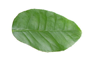 Obraz premium Green leaf of lemon tree isolated on white